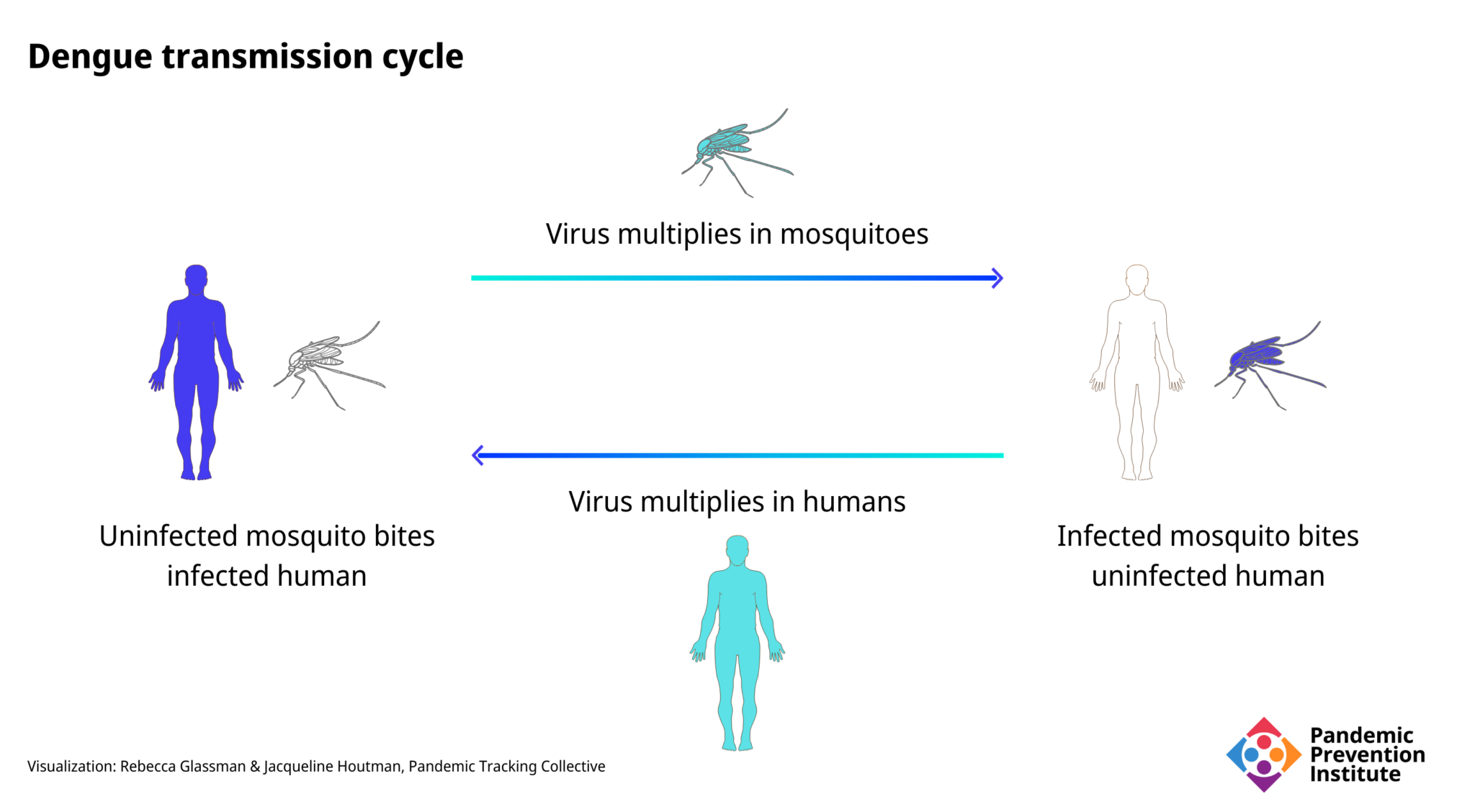 A diagram of the human-mosquito interaction in dengue transmission cycle. An infected mosquito bites and infects a person; another, uninfected mosquito later bites the infected person, picking up the dengue virus from them. This allows the virus to replicate in this new mosquito and when it bites a new person, the cycle continues.
