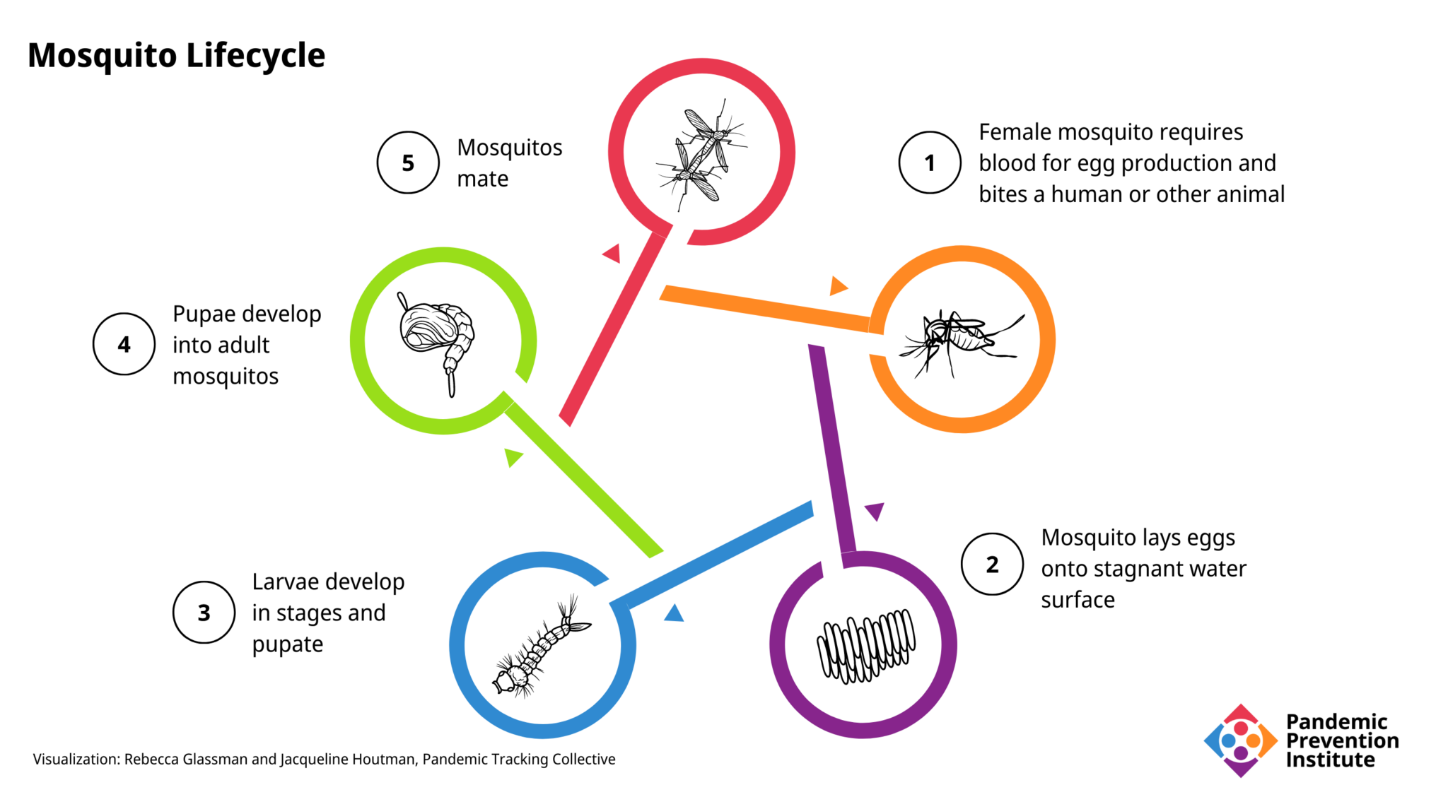 A 5-part diagram showing the lifecycle of a typical mosquito. A female mosquito requires a blood meal for egg production. She then lays eggs onto the surface of stagnant water, where the larvae develop in stages and pupate. The pupas then develop into mature adult mosquitoes, which then mate to continue the life cycle.